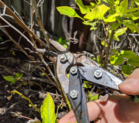 pruning dead branches